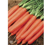 Семена морковь Витаминная 6 от Семена для Сибири 