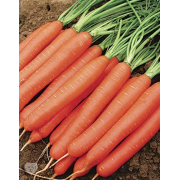 Семена морковь Витаминная 6 от Семена для Сибири 