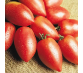 Семена томат Ракета от Семена для Сибири 