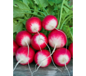 Семена редис Розово-красный с белым кончиком от Семена для Сибири 